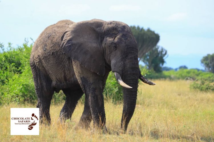 Our national parks remain safe to visitors; UWA assures tourists after elephant attack.