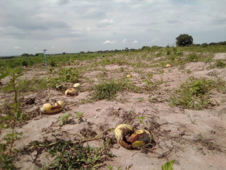 Reaping from Harm; a slow extinction of Uganda’s wetlands: Locals hit by changing weather patterns as swamps along Lake Kyoga dry up