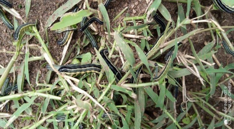 African Army worm outbreak is due to Climate Change - Government