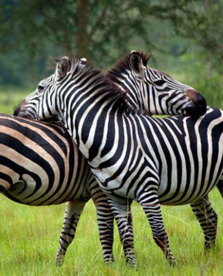 Uganda Wild Authority celebrates 25 years; Urges the public to get involved in conservation