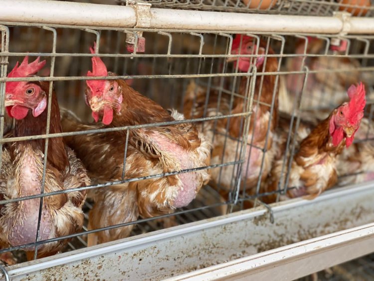 Factory Farming Contributes to Global Greenhouse Gases Fuelling Climate Change - Report