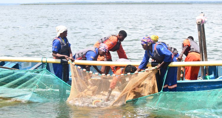 The growth of aquaculture raises concern about the decline in fish welfare in Lake Victoria - Research