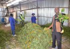 Ugandan Entrepreneur Turns Water Hyacinth into Valuable Animal Feeds and Organic Manure