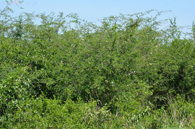 WWF, UWA Launch Initiative to Combat Invasive Species Threatening Queen Elizabeth National Park