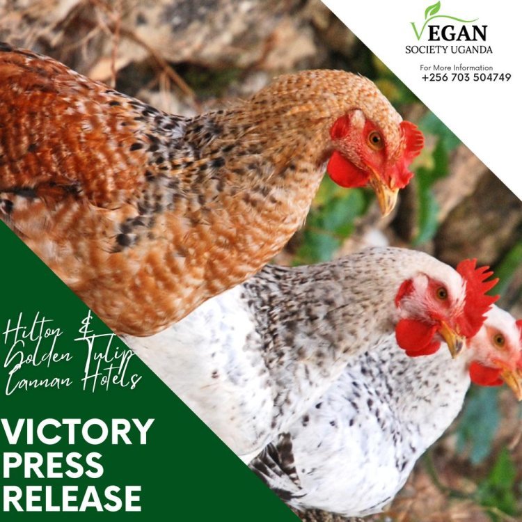 Hilton, Louvre Hotels Group, and Meliá Hotels International Lead the Charge Towards 100?ge-Free Eggs